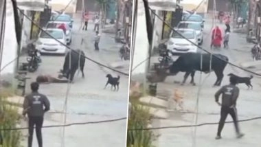 Bulandshahr: Bull Chases and Attacks Elderly Man in Uttar Pradesh After Being Hit With Stone, Disturbing Video Surfaces