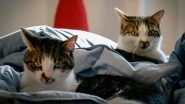 Can Ozempic-Like Drugs Help Overweight Cats? What Vets Are Saying About New Weight-Loss Options