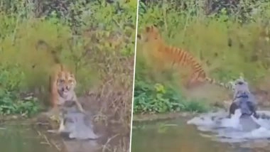 'Inside the Forest, Life Moves in a Flash': Viral Video Shows Tiger Narrowly Escaping Crocodile Attack Inside Forest, Netizens React