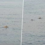Dolphin Spotted in Mumbai: Heartwarming Video Shows Dolphins Playfully Jumping in Seawater off Worli Sea Face