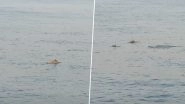Dolphin Spotted in Mumbai: Heartwarming Video Shows Dolphins Playfully Jumping in Seawater off Worli Sea Face