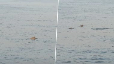 Dolphin Spotted in Mumbai: Heartwarming Video Shows Dolphins Playfully Jumping in Seawater off Worli Sea Face