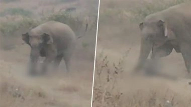 Ramgarh: Chilling Video Shows Elephant Trampling Man During Selfie Attempt, Attacks in Jharkhand Leave 5 Dead