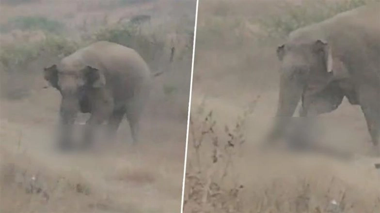 Ramgarh: Chilling Video Shows Elephant Trampling Man During Selfie Attempt, Attacks in Jharkhand Leave 5 Dead