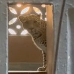 Leopard Attack in Bhayandar: Big Cat Enters Residential Building in Thane, 4 Injured (Watch Videos)