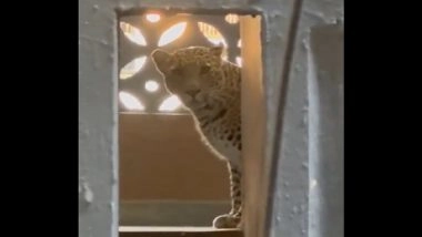 Leopard Attack in Bhayandar: Big Cat Enters Residential Building in Thane, 4 Injured (Watch Videos)