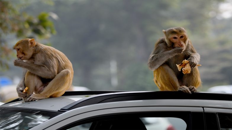 Uttar Pradesh: Dozens of Monkeys Found Dead Under Mysterious Circumstances in Sambhal, Probe Ordered