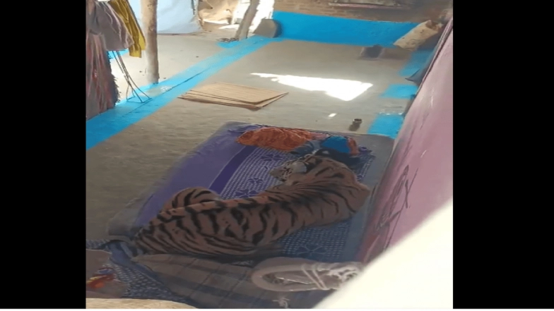 Tiger Attack in Madhya Pradesh: Big Cat Enters House in Umaria Village, Sits on Cot After Injuring Resident; Rescued (Watch Video)