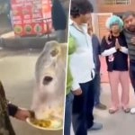 YouTuber Doperman aka Ritik Chandna Arrested for Feeding Chicken Momos to Cow in Gurugram; Issues Apology After Video Sparks Outrage