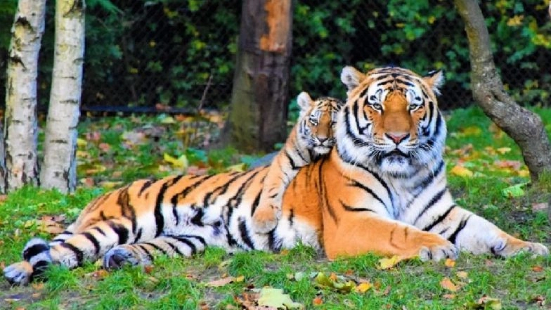 Tiger Deaths in Maharashtra: 41 Tiger Deaths Reported in State in 2025, 8 Killed in Accidents, Says Forest Minister Ganesh Naik