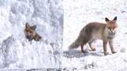 Himalayan Red Fox Spotted in Zojila Pass: Rare Animal Sighted in Jammu Kashmir, Video Goes Viral Himalayan Red Fox Spotted in Zojila Pass: Rare Animal Sighted in Jammu Kashmir, Video Goes Viral