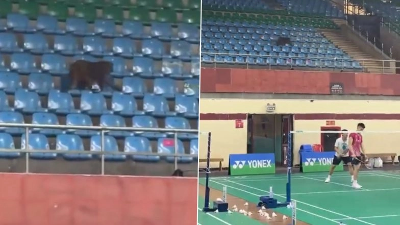 South Korea Badminton Player Kang Min-hyuk Spots Monkey Inside Practice Arena at Indira Gandhi Sports Complex Amid Players' Concern Over Conditions at India Open 2026 (Watch Video)