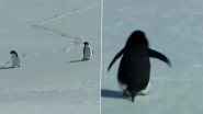 Nihilist Penguin Meme Explained: Why the Viral 'That One Penguin' Walking to Mountains Is Taking Over the Internet Nihilist Penguin Meme Explained: Why the Viral 'That One Penguin' Walking to Mountains Is Taking Over the Internet