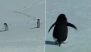 Nihilist Penguin Meme Explained: Why the Viral 'That One Penguin' Walking to Mountains Is Taking Over the Internet