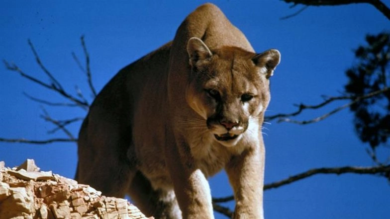 Mountain Lion in San Francisco: Big Cat Seen Roaming Pacific Heights Neighborhood, Warning Issued (Watch Video)