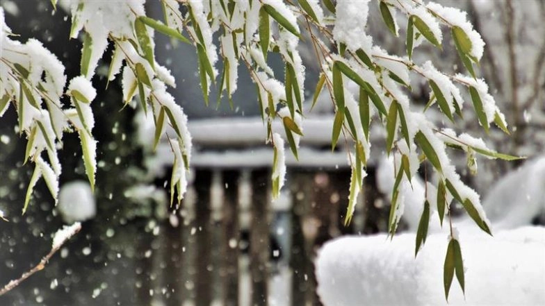Freezing Fog Advisory in US: Weather Alerts Issued Across Southern American States As Travel Hazards Persist
