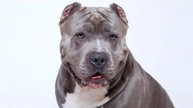 Bengaluru Dog Attack: Woman Receives 50 Stitches After Pet Pit Bull Mauls Her During Morning Walk in HSR Layout