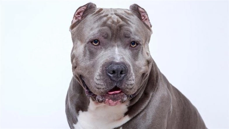 Bengaluru Dog Attack: Woman Receives 50 Stitches After Pet Pit Bull Mauls Her During Morning Walk in HSR Layout