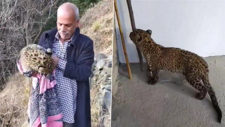 Residents of Nankhari in Himachal Pradesh’s Shimla district successfully rescued an abandoned leopard cub on Thursday morning, January 29. The cub was discovered alone in a forest area, appearing weak and separated from its mother. A video of the rescue has since gone viral on social media, with wildlife officials praising the community for not harming the cub and ensuring its safe transfer to the state’s rescue facility in Tutikandi. 👍 Leopard Cub Rescued in Shimla: Viral Video Shows Brave Villagers Rescuing Cub in Himachal Pradesh (Watch Video).
