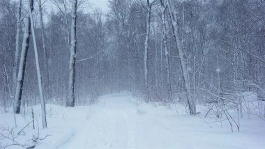 US Winter Storm 2026: When the Arctic Blast Peaks and Which States Are Worst Hit by Cold Wave