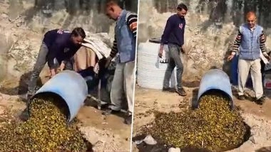 Rajasthan Food Safety Department Seizes Over 1,600 Kg of Unsafe Pickle, Ghee and Jaggery in Alwar (Watch Video)