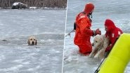 Rhode Island Firefighter Crew Brave Icy Pond To Save Dog After It Falls Through Frozen Pond on New Year’s Day (See Pics and Video) Rhode Island Firefighter Crew Brave Icy Pond To Save Dog After It Falls Through Frozen Pond on New Year’s Day (See Pics and Video)