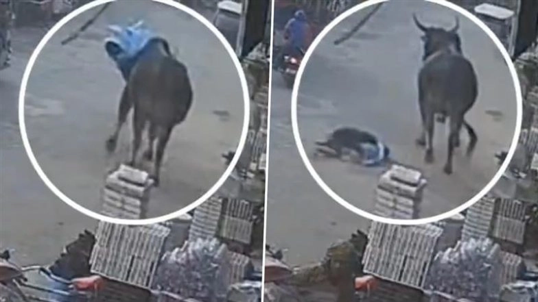 Bull Attack in Shamli: Woman Injured After Stray Cattle Attacks Her in Uttar Pradesh, video Surfaces