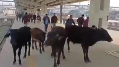 Cattle Menace in Bihar: Stray Animals Seen Strolling on Muzaffarpur Junction Railway Platform, Video Surfaces