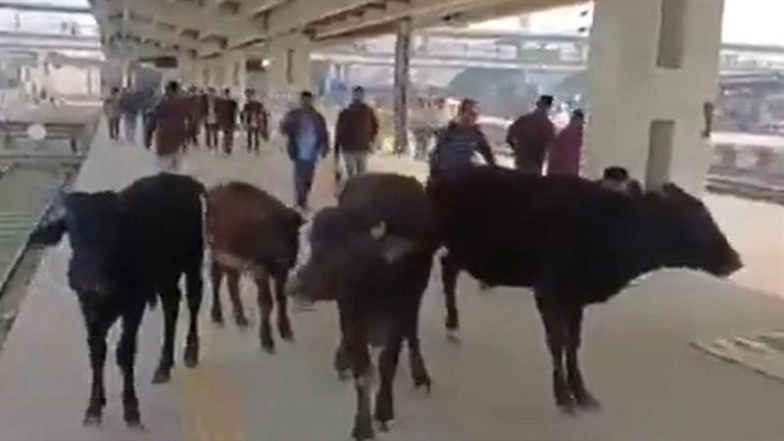 Cattle Menace in Bihar: Stray Animals Seen Strolling on Muzaffarpur Junction Railway Platform, Video Surfaces