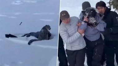 Snow Leopard Attack in China: Big Cat Attacks Tourist Near Ski Area in Xinjiang&rsquo;s Altay Prefecture, Shocking Video Surfaces