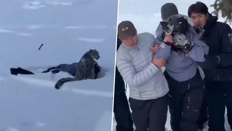 Snow Leopard Attack in China: Big Cat Attacks Tourist Near Ski Area in Xinjiang’s Altay Prefecture, Shocking Video Surfaces