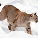 Mountain Lion Attack in US: Woman Found Dead in Suspected Mountain Lion Attack in Colorado