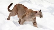 Mountain Lion Attack in US: Woman Found Dead in Suspected Mountain Lion Attack in Colorado Mountain Lion Attack in US: Woman Found Dead in Suspected Mountain Lion Attack in Colorado