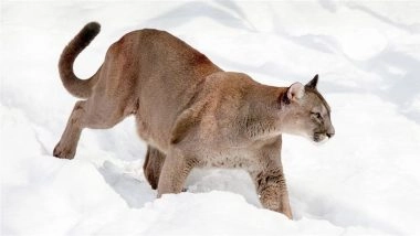 Mountain Lion Attack in US: Woman Found Dead in Suspected Mountain Lion Attack in Colorado
