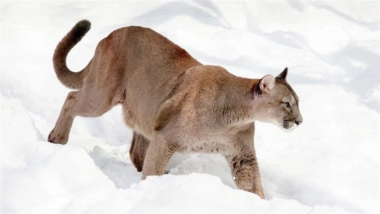 Mountain Lion Attack in US: Woman Found Dead in Suspected Mountain Lion Attack in Colorado