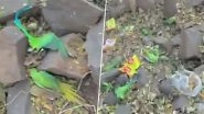 Mass Bird Deaths in Khargone: Over 200 Parrots, Pigeons, Sparrows Found Dead in Madhya Pradesh; Food Poisoning Suspected (Watch Video)