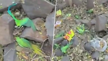 Mass Bird Deaths in Khargone: Over 200 Parrots, Pigeons, Sparrows Found Dead in Madhya Pradesh; Food Poisoning Suspected (Watch Video)