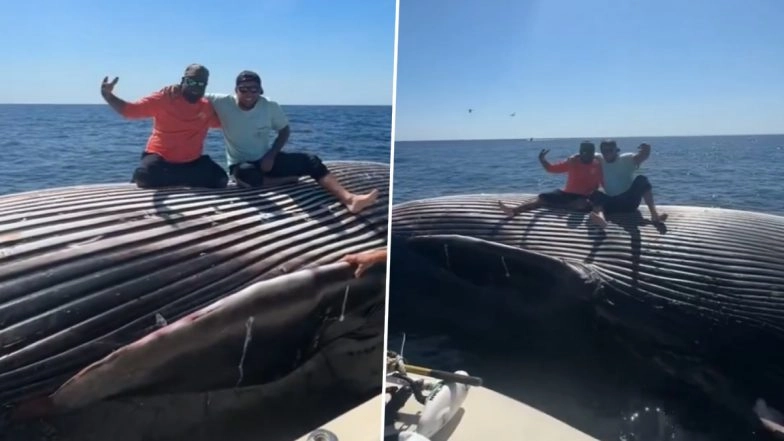 Drunk Fishermen Pose for Photos on Dead Whale, Viral Video Sparks Outrage