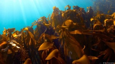 How Restoring Kelp Forests in the Arctic Boosts Marine Life