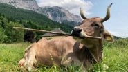 Holy Cow! Cattle May Be a Lot Smarter Than We Thought