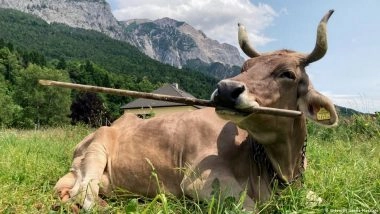 Holy Cow! Cattle May Be a Lot Smarter Than We Thought