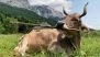 Holy Cow! Cattle May Be a Lot Smarter Than We Thought