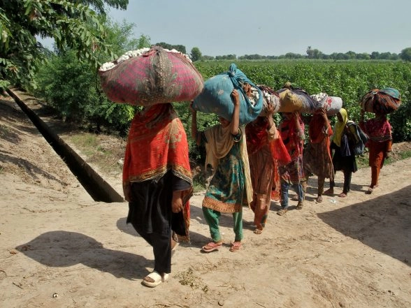 World News | Agriculture in Crisis as Policy Failures and Climate Shocks Batter Pakistan