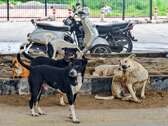 India News | Delhi Police Registers FIR over Fake News of Teachers Told to Count Stray Dogs