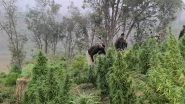 India News | Tripura: Security Forces Destroy Ganja Plantation Worth Rs 100 Crore in Sepahijala