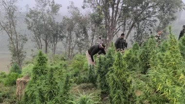 India News | Tripura: Security Forces Destroy Ganja Plantation Worth Rs 100 Crore in Sepahijala