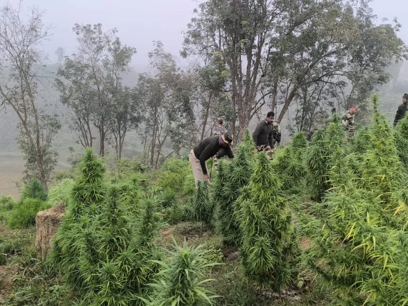 India News | Tripura: Security Forces Destroy Ganja Plantation Worth Rs 100 Crore in Sepahijala