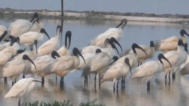 India News | Black-headed Ibis, Spotted in Large Numbers in Thoothukudi Salt Pans in Tamil Nadu