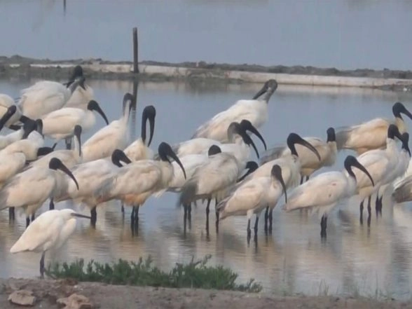 India News | Black-headed Ibis, Spotted in Large Numbers in Thoothukudi Salt Pans in Tamil Nadu