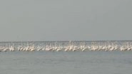 India News |  Odisha Bihanga Utsav 2026 Underway to Celebrate Migratory Birds at Chilika Lake